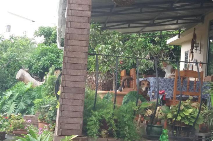 Comfy Home-Tropical Garden & 5 Min Walk To Beach Tamarin Exterior foto